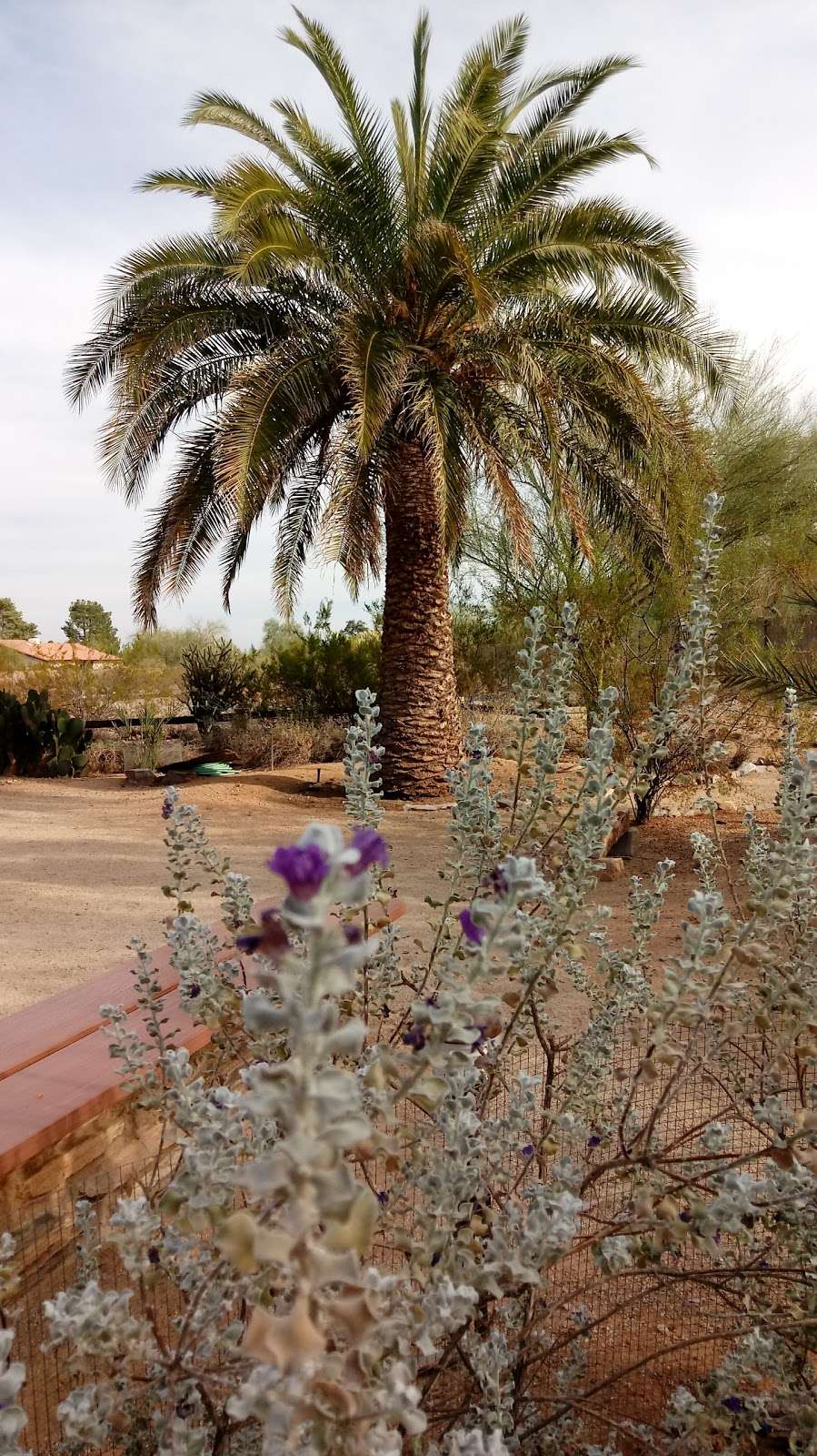 Canaan In the Desert | 9849 N 40th St, Phoenix, AZ 85028, USA | Phone: (602) 996-4040