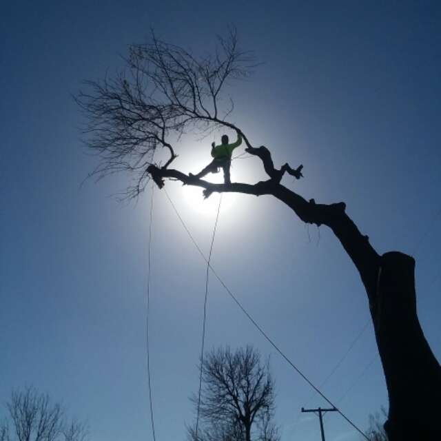 Ed-tree service | 14303 Hickory Stream Ct, Houston, TX 77068, USA | Phone: (281) 780-7768