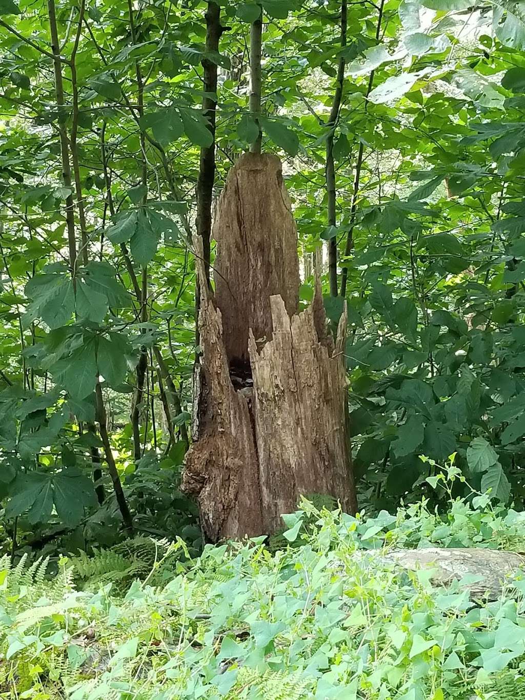 High Knob Nature Center | 21, Tuscarora, MD 21702, USA