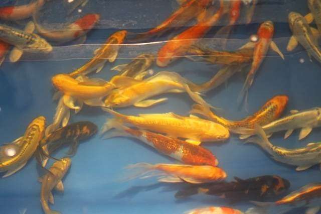 Koi and More Pond Shop | 3150 Skokie Valley #10, Highland Park, IL 60035 | Phone: (847) 432-1350