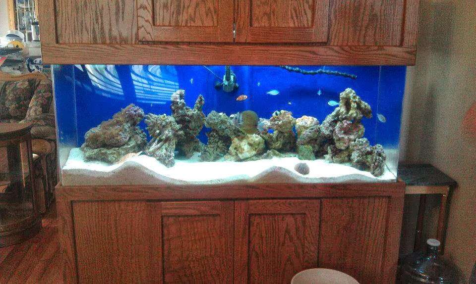 Artistic Aquatics | 1035 Forest View Dr N, Ellettsville, IN 47429, USA | Phone: (812) 929-2729