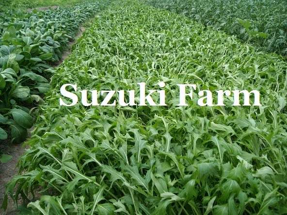 Suzuki Farms LLC. | 38108 Contentment Ln, Delmar, DE 19940 | Phone: (443) 783-0162