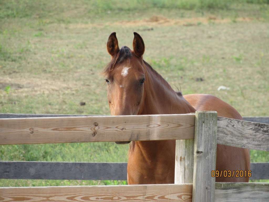 New Beginnings Horse Rescue and Sanctuary at Creekside Stables | 9912 Masser Rd, Frederick, MD 21702 | Phone: (301) 693-8457