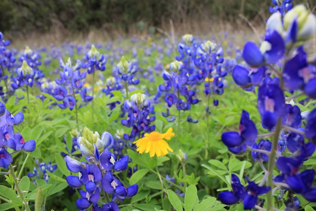 The Terrace Hiking Trail | Vía Fortuna, Austin, TX 78746, USA | Phone: (512) 974-6700