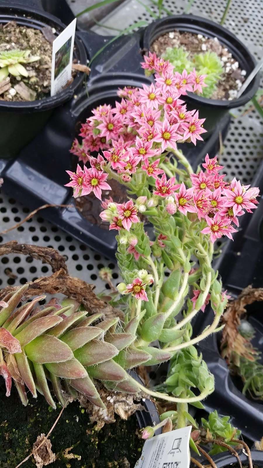 Lakeside Greenhouses | 31494 Greenhouse Ln, Laurel, DE 19956, USA | Phone: (302) 875-2457