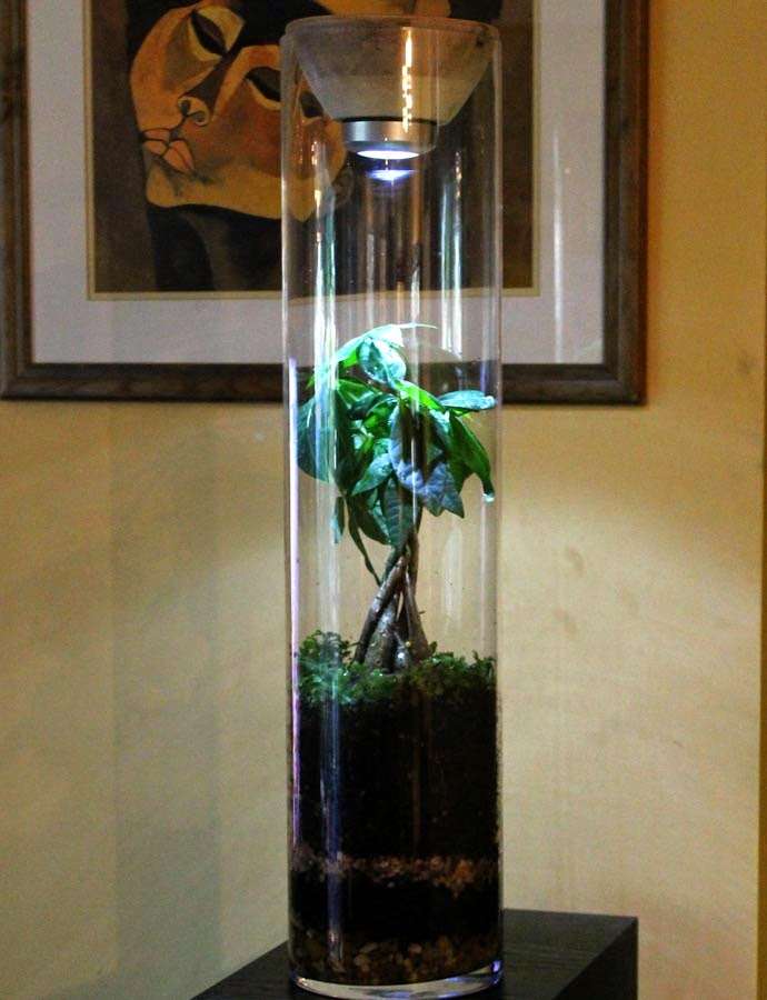 Florida Terrariums | 4430 NW 61st Pl, Coconut Creek, FL 33073 | Phone: (561) 305-4722