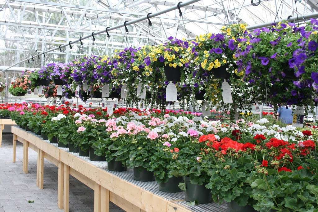 Polillios Garden Center | 1883 Central St, Stoughton, MA 02072 | Phone: (781) 344-2783