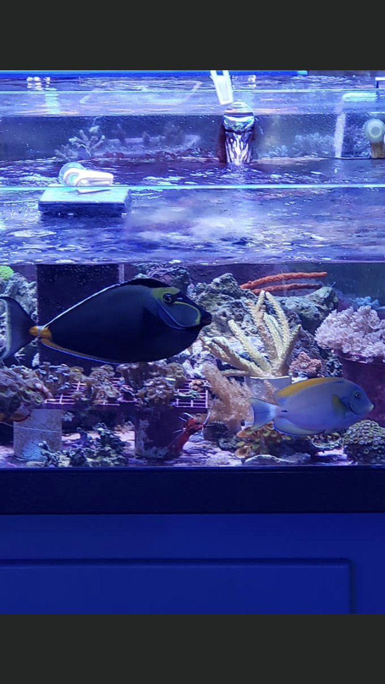 Coral Reef Aquarium | 3430 N Anthony Blvd, Fort Wayne, IN 46805 | Phone: (260) 484-0951