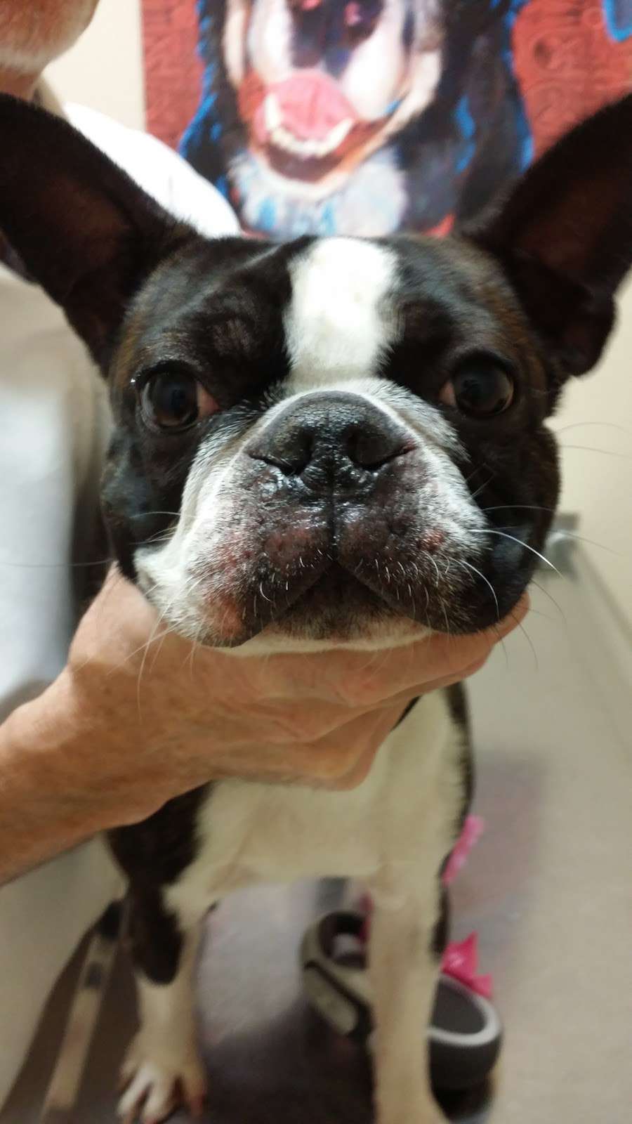 Animal Care Clinic 2650 Jamacha Road 159, El Cajon, CA 92019, USA