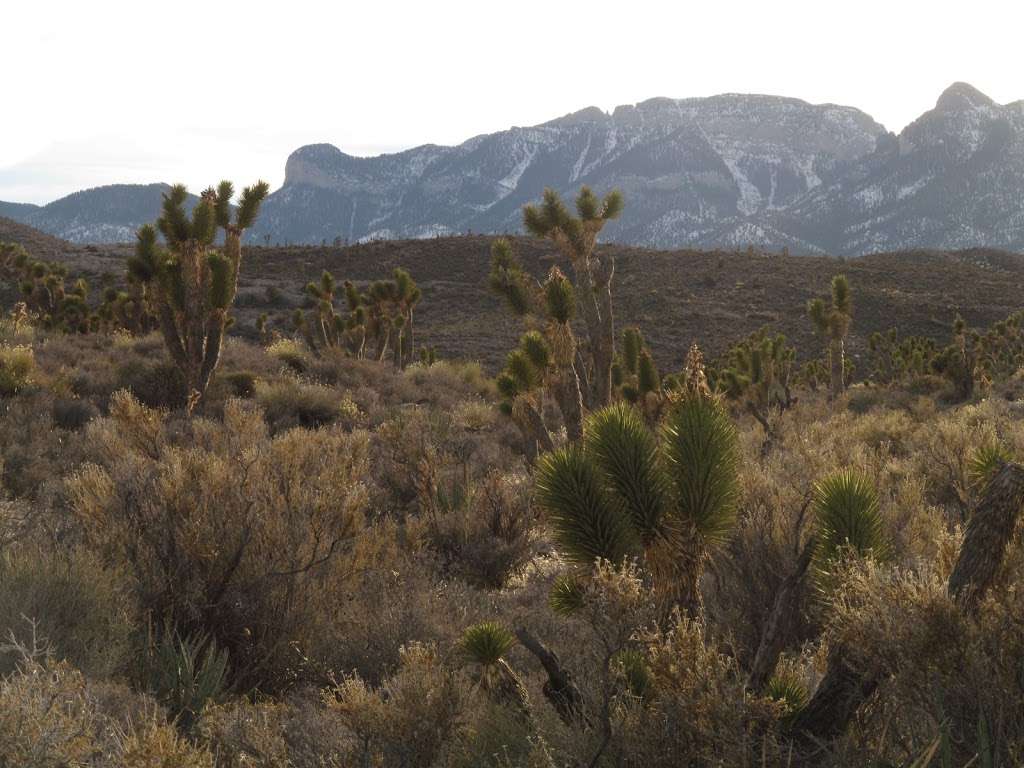 Lee Canyon Narrows | Las Vegas, NV 89166