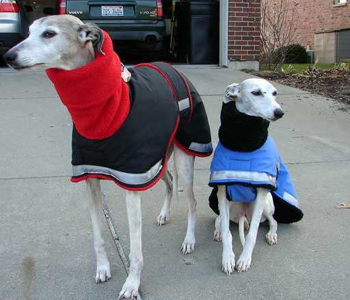 Blue Willow Dog Coats | 3821 Co Hwy H, Franksville, WI 53126, USA | Phone: (262) 884-9416