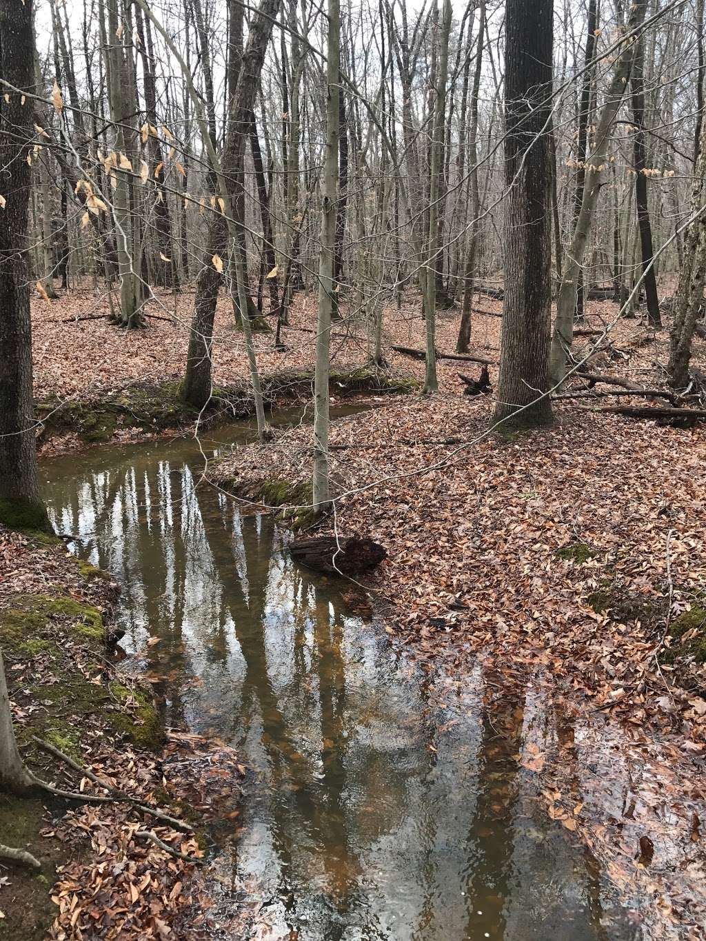 Forest Trail | Forest Trail, Laurel, MD 20724, USA