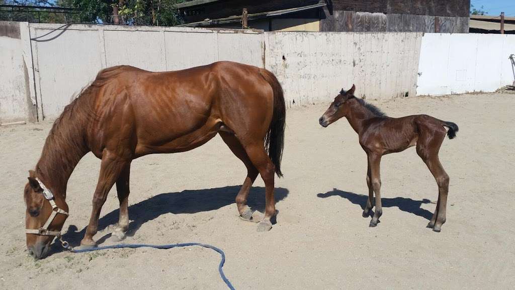 Humphrey Giacopuzzi & Associates Equine Hospital | 4774 Donlon Rd, Somis, CA 93066, USA | Phone: (805) 386-4291