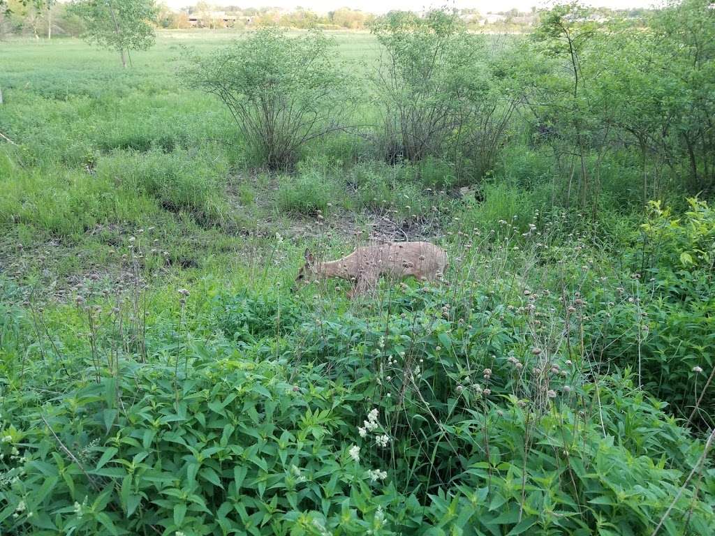 Rock Run Preserve - Black Road Access | Black Rd, Joliet, IL 60431, USA | Phone: (815) 727-8700