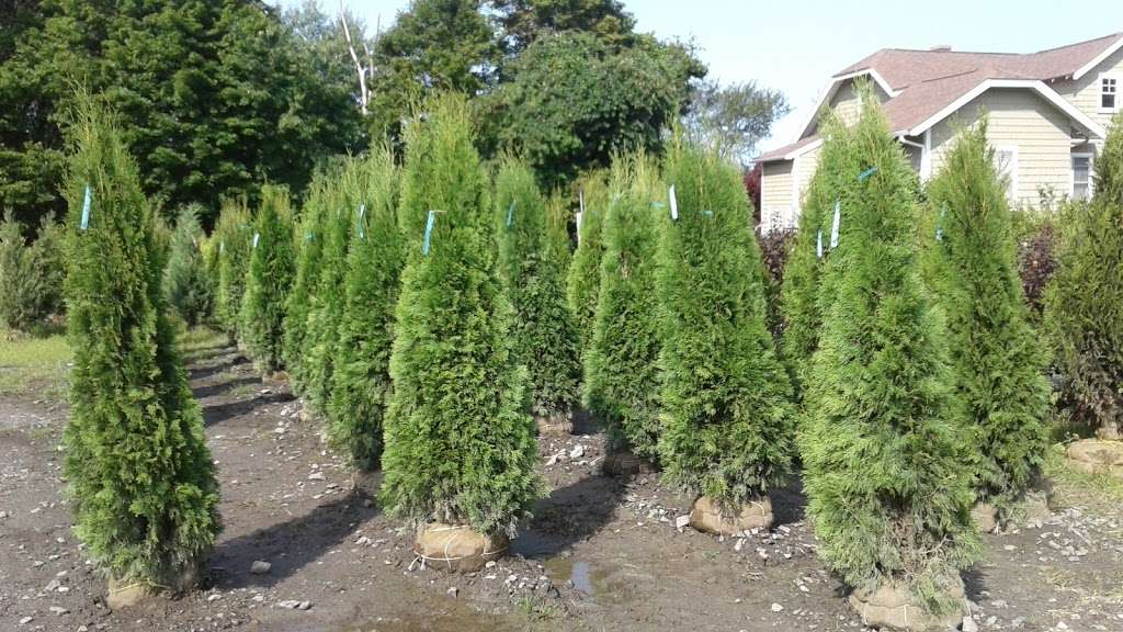 Shrubs & Trees Inc | 110 Turnpike Rd, Southborough, MA 01772, USA | Phone: (508) 481-5661