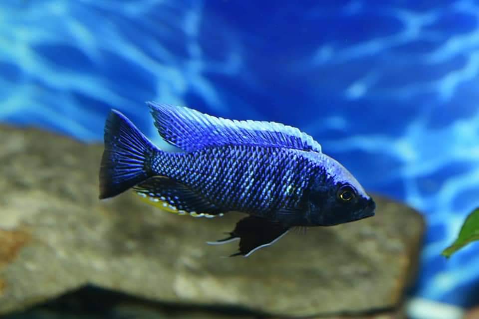 The Wonder Of Cichlids, Llc | Wilmington, MA 01887 | Phone: (617) 895-9902