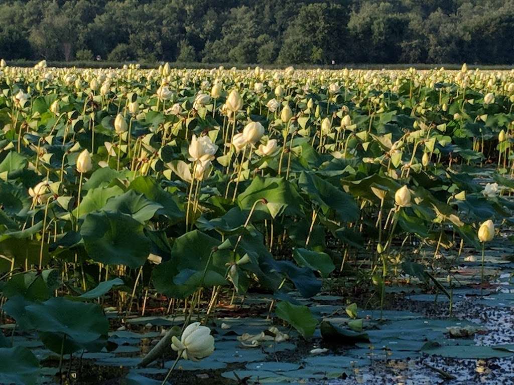 Great Meadows National Wildlife Refuge Concord Unit | Monsen Rd, Concord, MA 01742, USA | Phone: (978) 443-4661