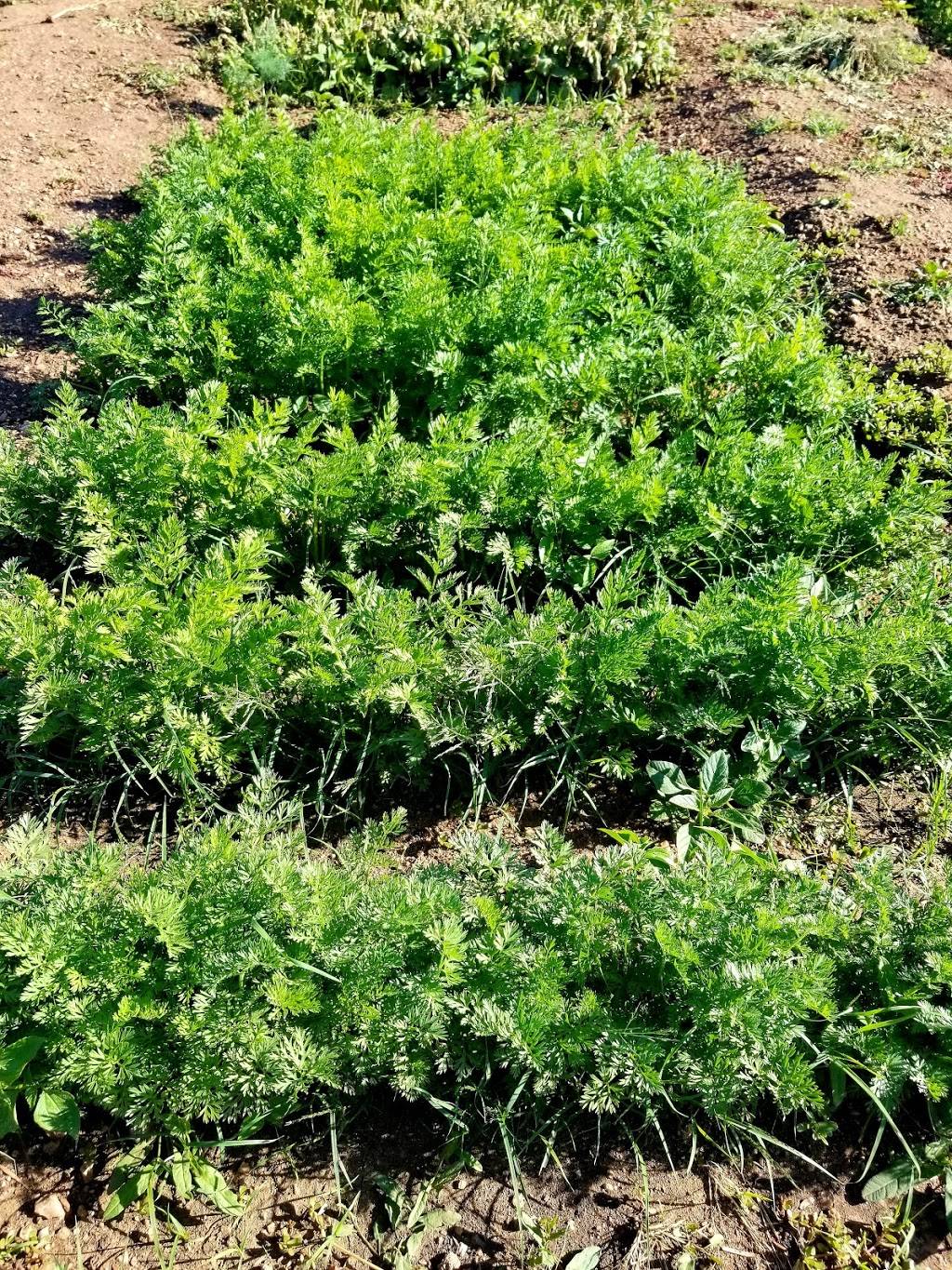 Charmaine Nymann Community Garden at Bear Creek Regional Park | Creek Crossing St, Colorado Springs, CO 80905 | Phone: (719) 634-4433