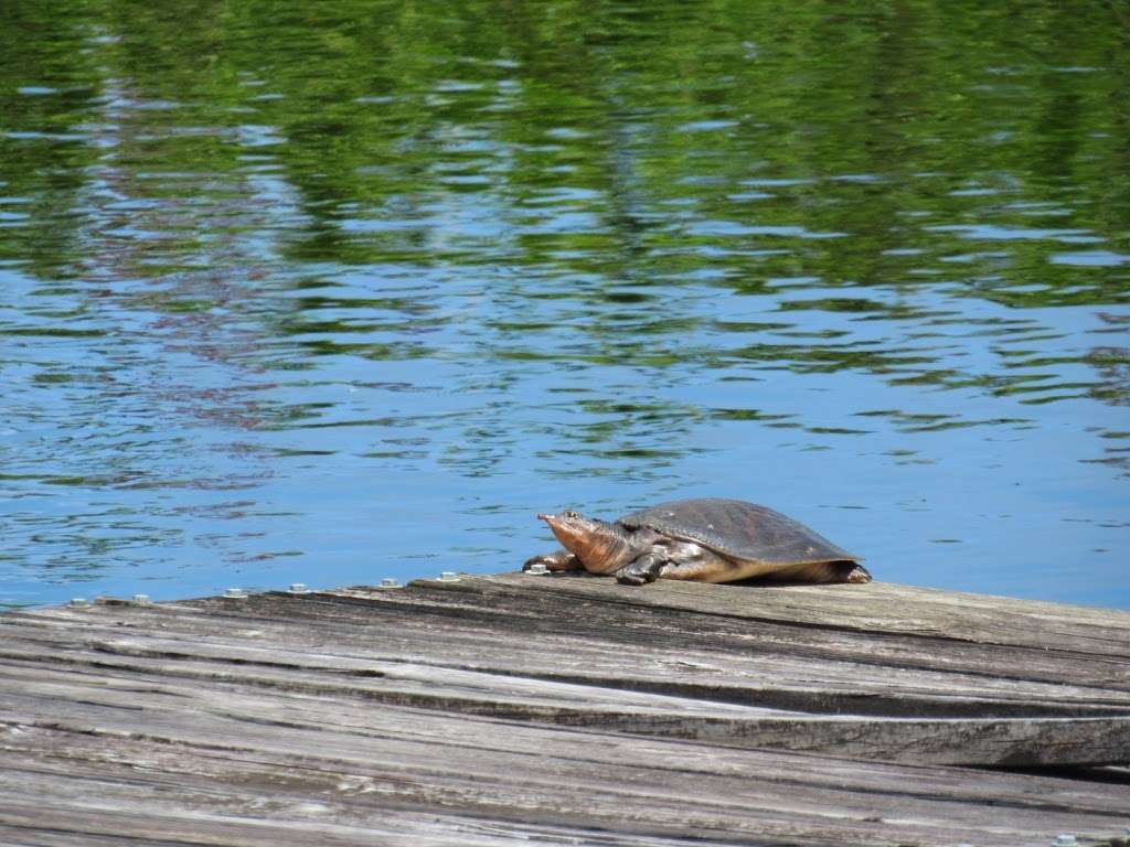 Merritt Island National Wildlife Refuge Visitor Center | 1987 Scrub Jay Way, Titusville, FL 32782, USA | Phone: (321) 861-5601