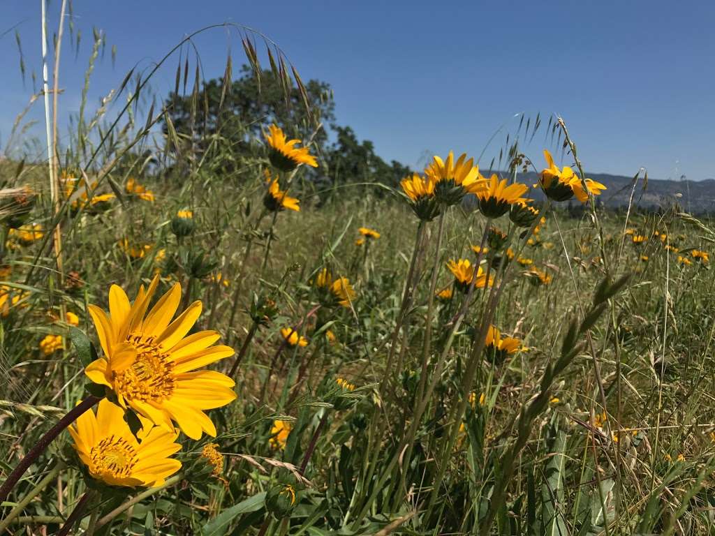 Alston Park Off-Leash Dog Area | Dry Creek Rd, Napa, CA 94558, USA