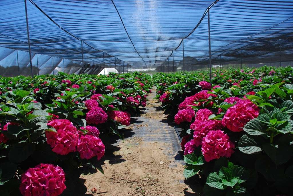 California Pajarosa Floral | 133 Hughes Rd, Watsonville, CA 95076, USA | Phone: (831) 722-6374