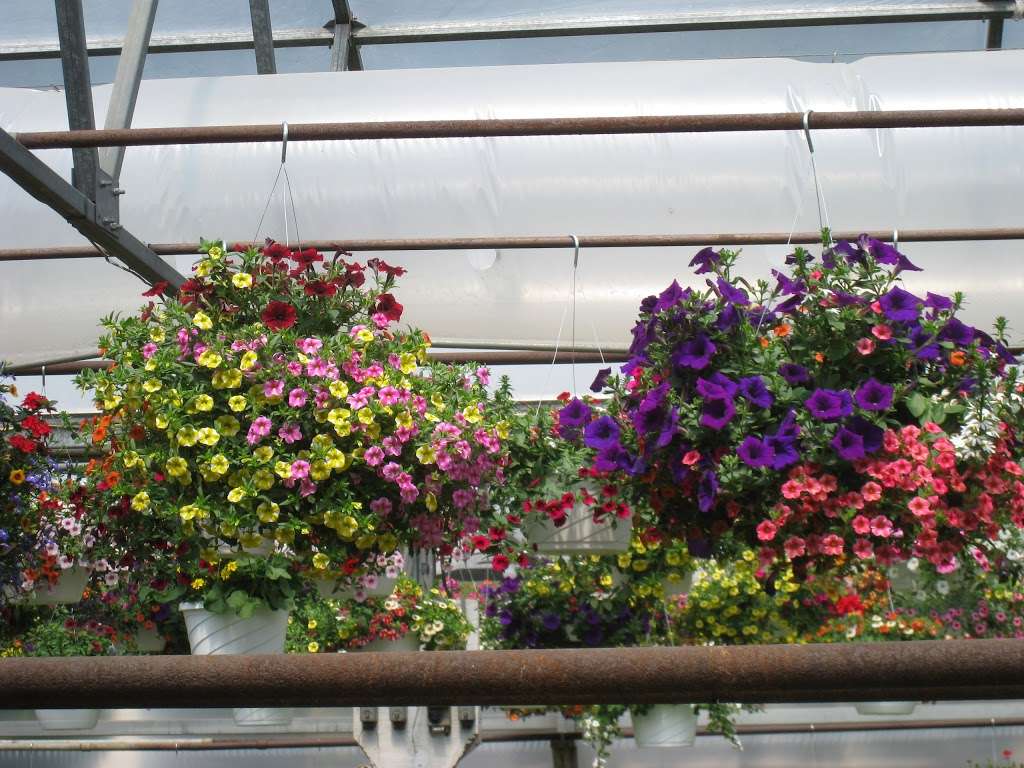 Snovers Greenhouses & Florist | 790 Strykers Rd, Phillipsburg, NJ 08865, USA | Phone: (908) 859-3254