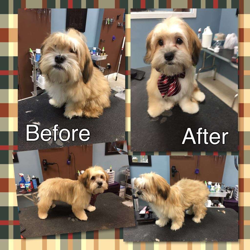Purrrfect paws grooming & puppies | 18600 NW 87th Ave Suit 118, Miami Gardens, FL 33015, USA | Phone: (305) 690-7137