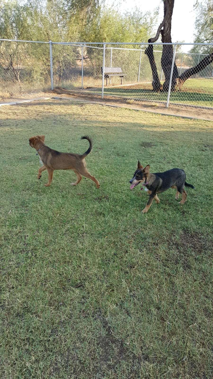 Paradise Valley Small Dog Dog Park | Phoenix, AZ 85032, USA