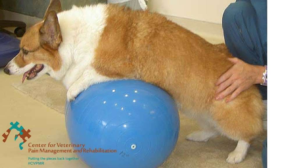 Center for Veterinary Pain Management and Rehabilitation | 10807 Kuykendahl Rd #406, Spring, TX 77382 | Phone: (281) 298-5509