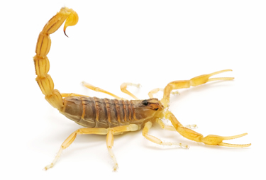 Desert Squad Pest & Wildlife Las Vegas | 6210 N Jones Blvd Ste #750954, Las Vegas, NV 89136, USA | Phone: (702) 707-7122