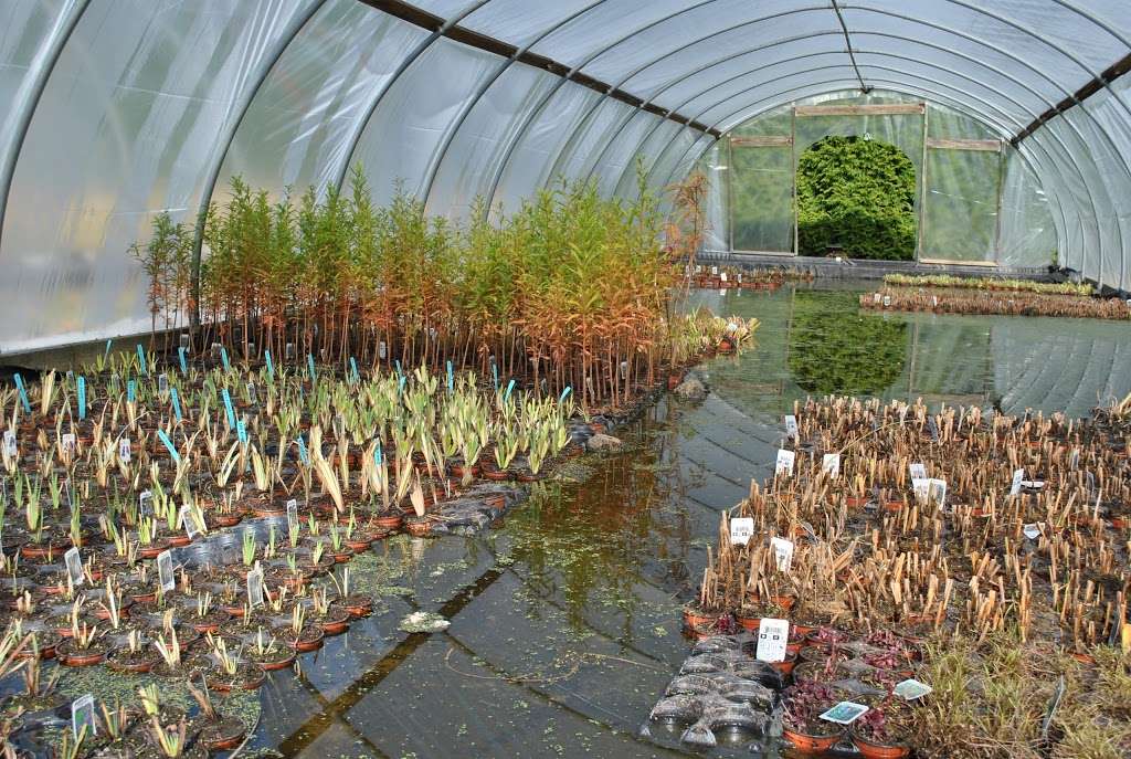 Maryland Aquatic Nurseries, Inc. | 3427 N Furnace Rd, Jarrettsville, MD 21084, USA | Phone: (877) 736-1807