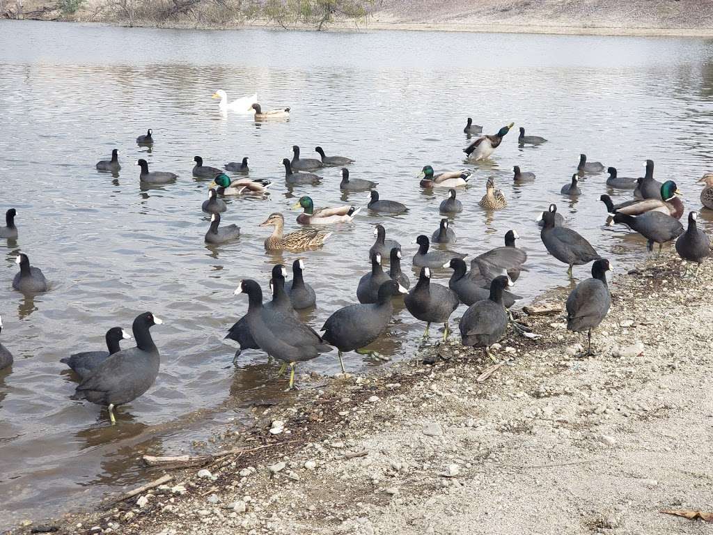 Mungi Lake | El Monte, CA 91732, USA