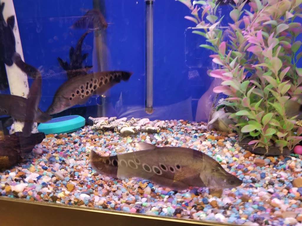 Fondren Fish & Pets | 11192 Fondren Rd, Houston, TX 77096, USA | Phone: (713) 778-0779