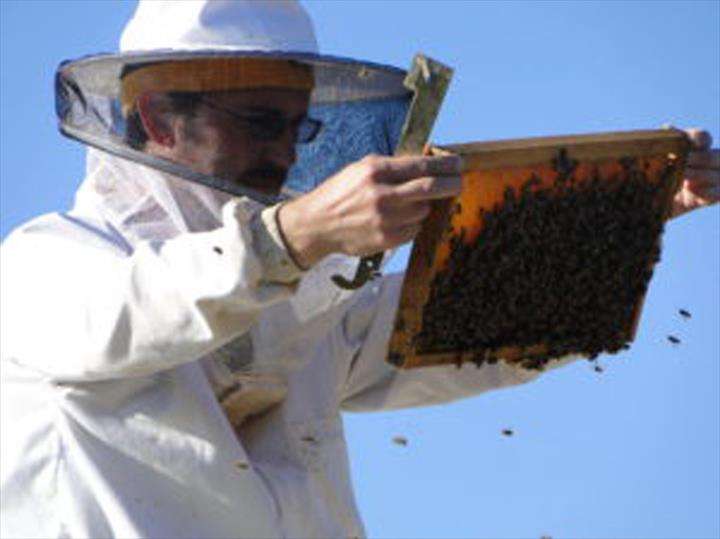 Meyer Bees | 2021 Holt Rd, Minooka, IL 60447, USA | Phone: (815) 521-9116