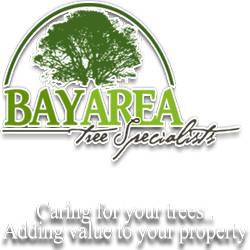 Bay Area Tree Specialists | 541 W Capitol Expy #287 San Jose CA 95136,United States | Phone: (408) 836-9147