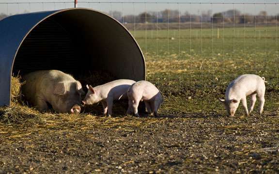 Hasselmann Family Farm | 23706 Harmony Rd, Marengo, IL 60152, USA | Phone: (815) 572-4833