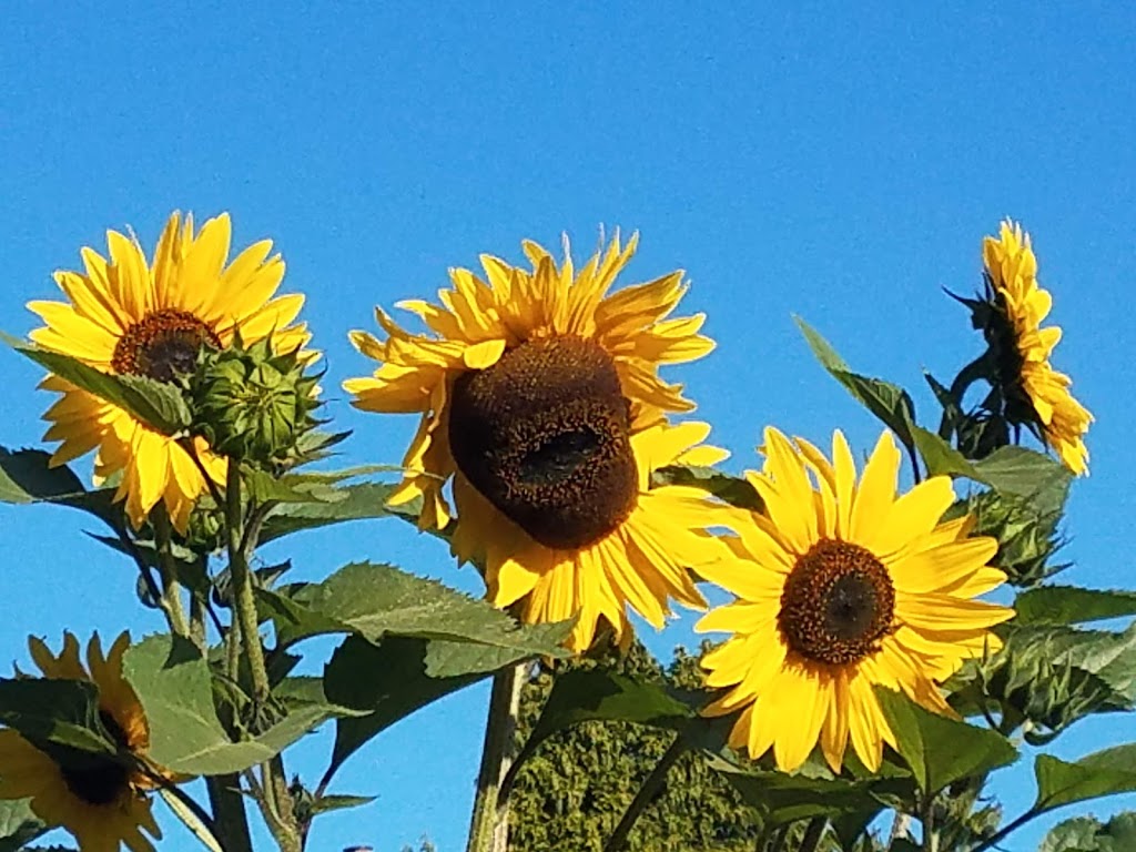 Beach Community Garden | 4629 N Campbell Ave, Portland, OR 97217, USA | Phone: (503) 823-7529