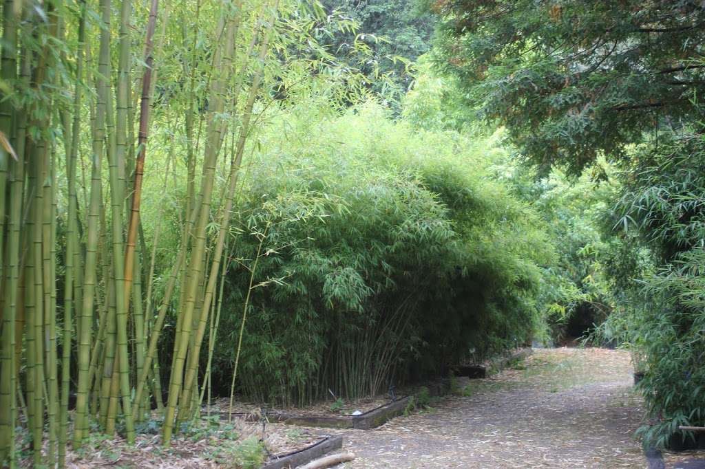 Bamboo Sourcery Nursery & Gardens | 666 Wagnon Rd, Sebastopol, CA 95472, USA | Phone: (707) 823-5866