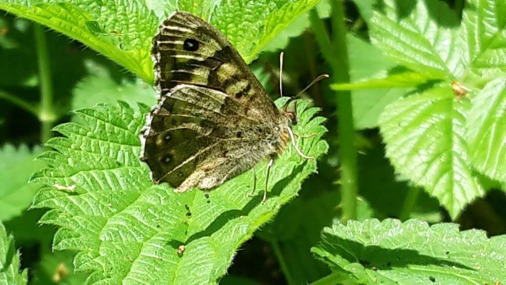 Mardley Heath Nature Reserve | 11 Heath Rd, Welwyn AL6 0TP, UK