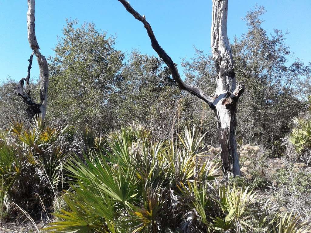 Allen David Broussard Catfish Creek Preserve State Park | 4335 Firetower Rd, Haines City, FL 33844, USA | Phone: (863) 696-1112