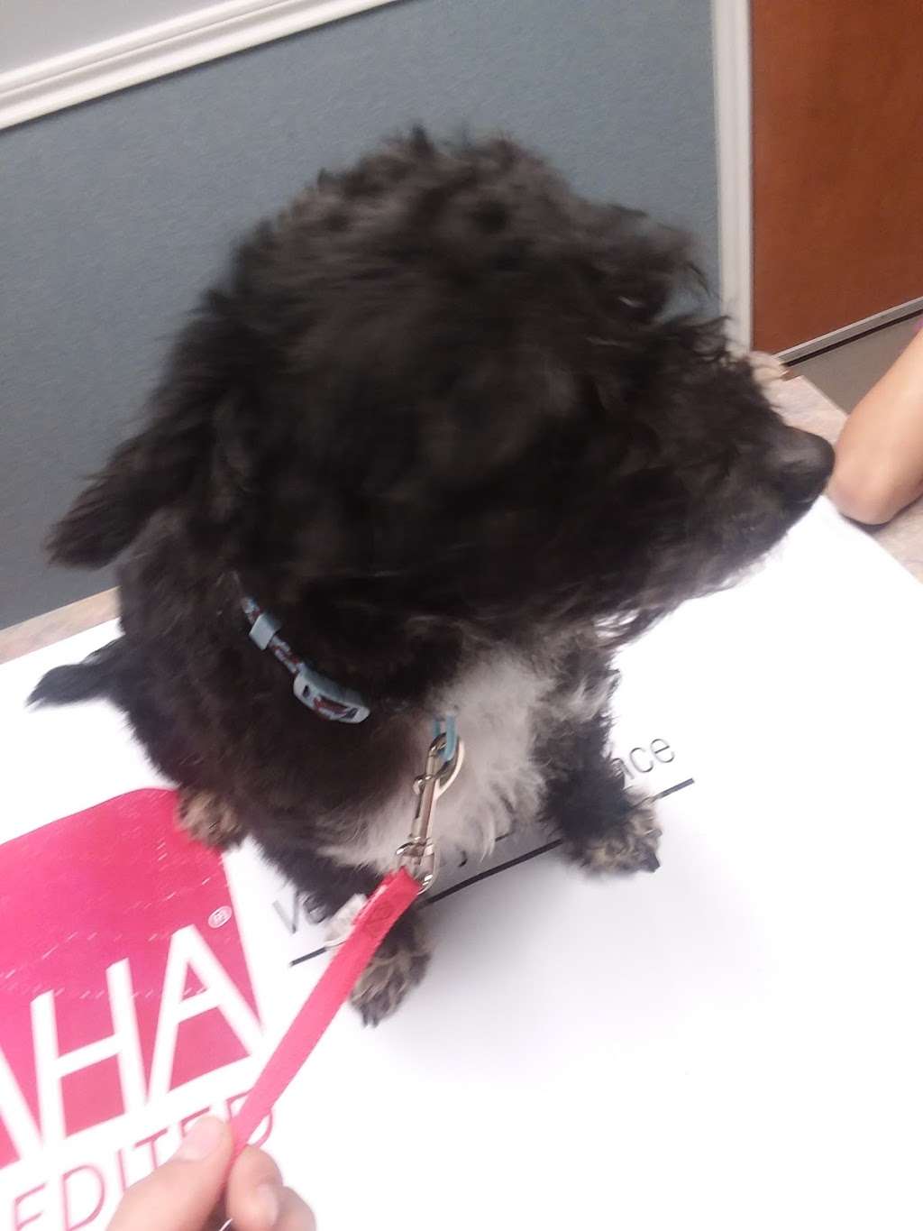 Pearland Pet Health Center | 10525 Hughes Ranch Rd, Pearland, TX 77584, USA | Phone: (713) 436-2555