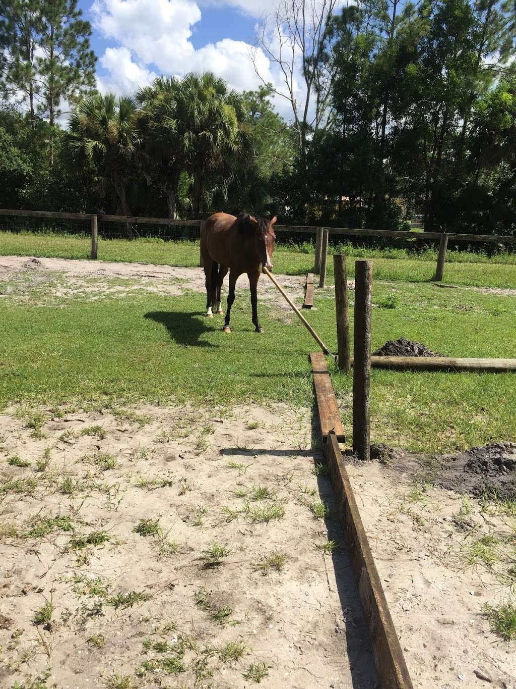 All In Horsemanship, LLC | 12550 170th Rd N, Jupiter, FL 33478 | Phone: (561) 427-9751