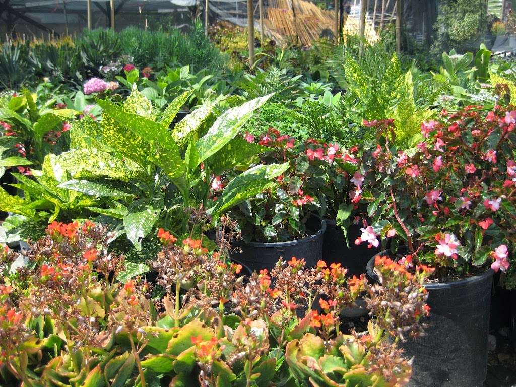 Sakioka Wholesale Nursery | 15761 Newland St, Westminster, CA 92683 | Phone: (714) 898-0345