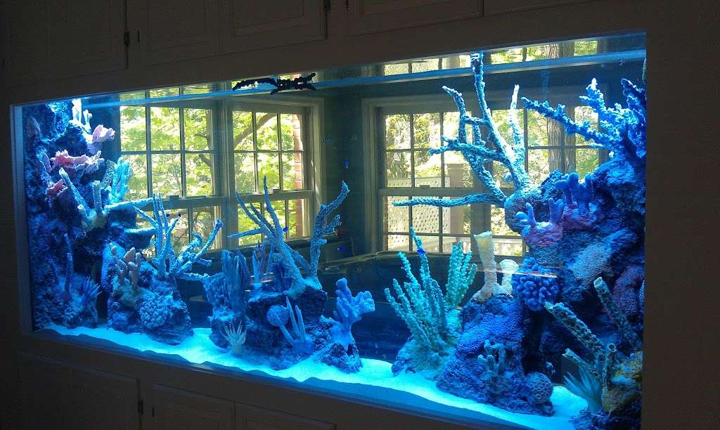 Aquarium Network | 2435 Grand Ave, Bellmore, NY 11710, USA | Phone: (516) 798-4727