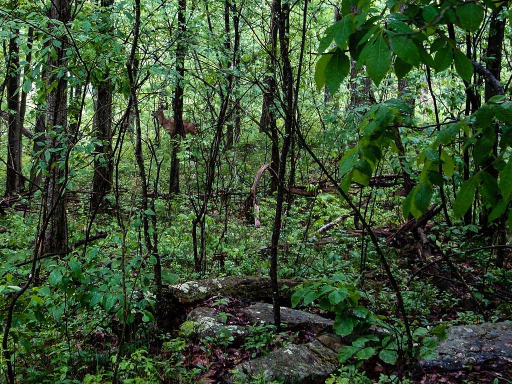 Rattlesnake Mountain | Appalachian Trail, Layton, NJ 07851