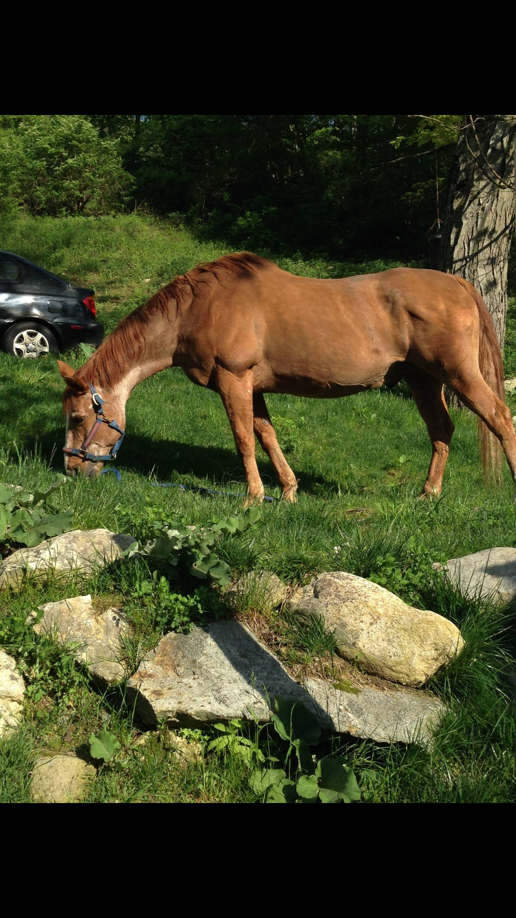 Hollow Brook Riding Academy | 890 Peekskill Hollow Rd, Putnam Valley, NY 10579, USA | Phone: (845) 526-8357