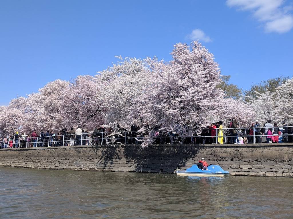 Tidal Basin Paddle Boats | 1501 Maine Ave SW, Washington, DC 20024, USA | Phone: (202) 337-9642