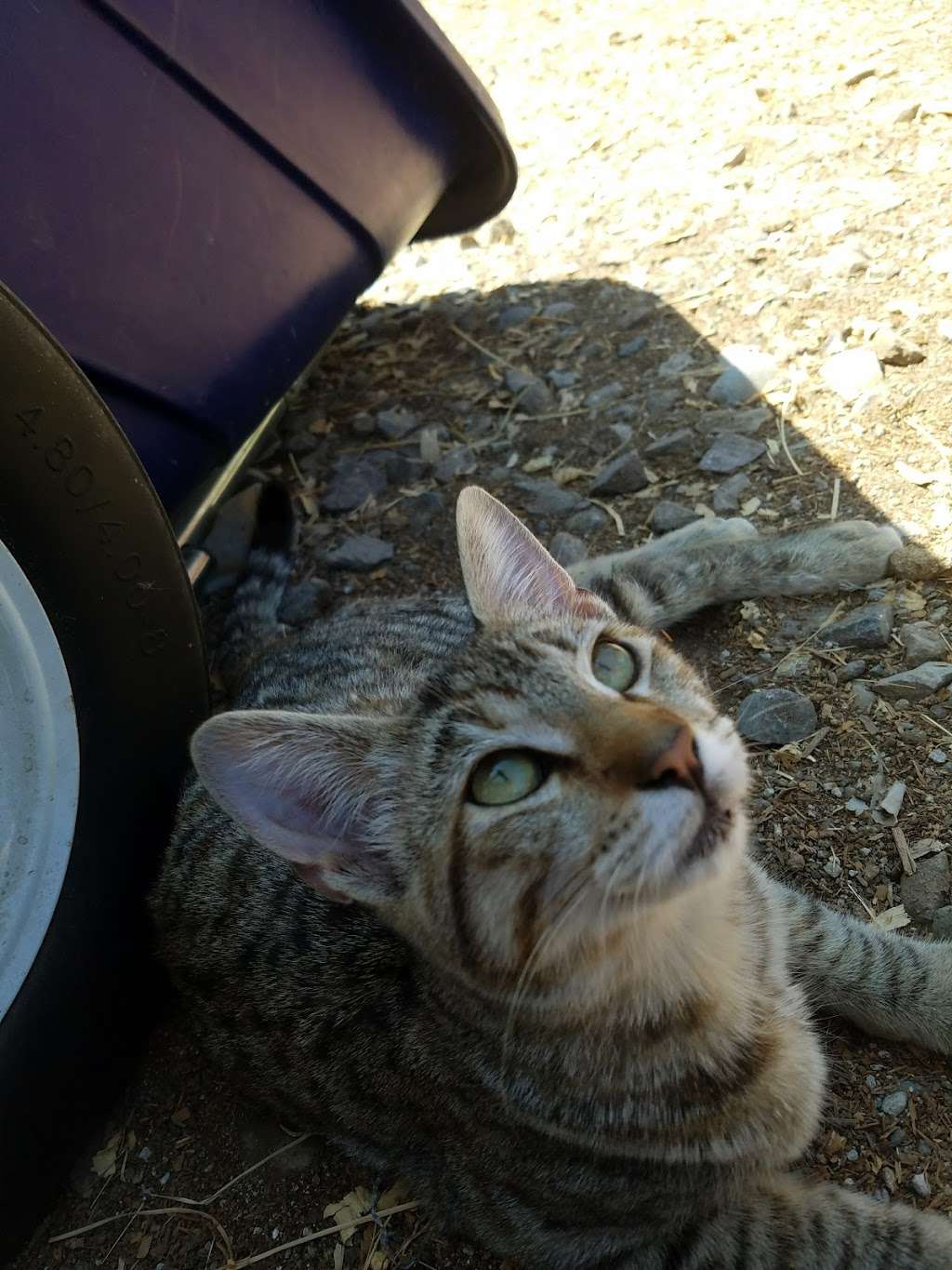 Carters Hay & Grain | 1985 Olivenhain Rd, Encinitas, CA 92024, USA | Phone: (760) 436-4738