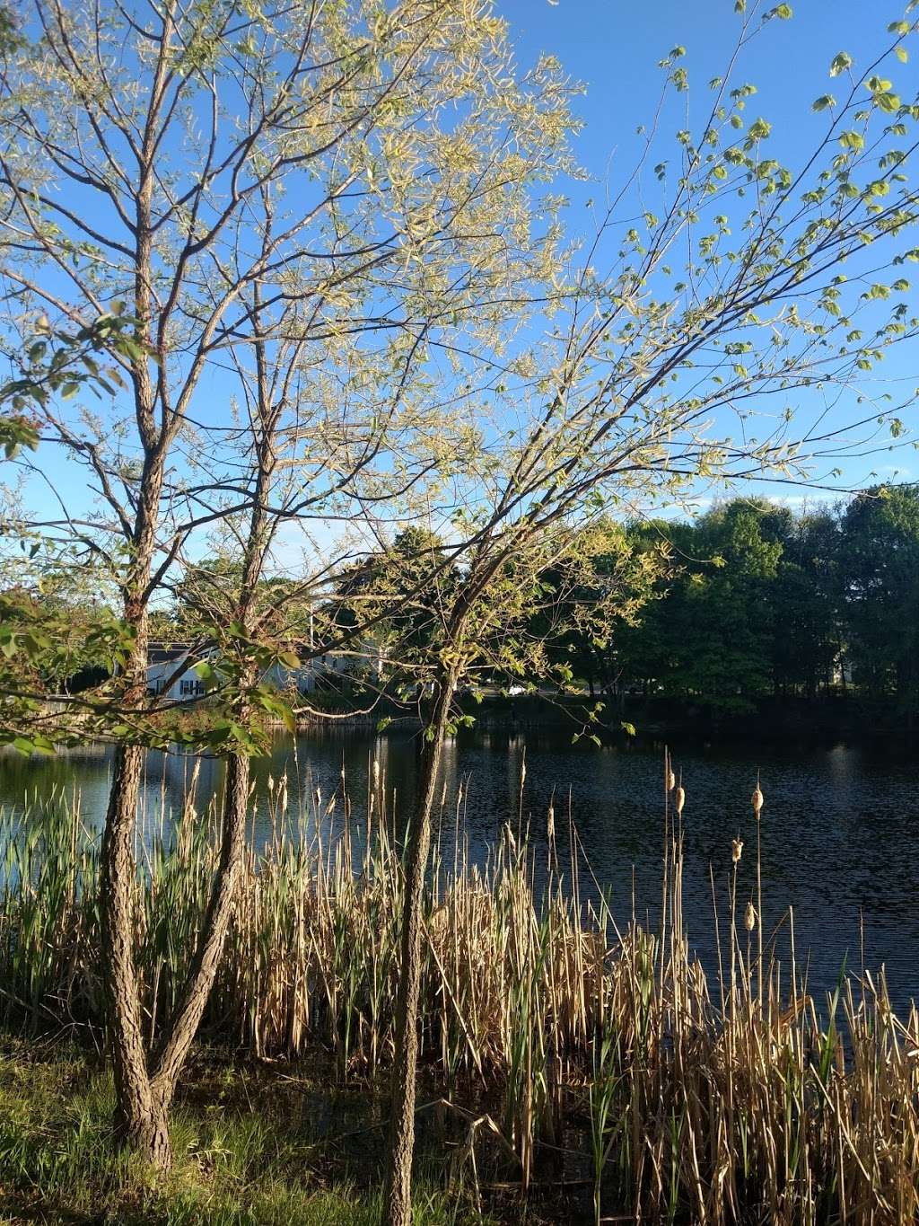 Tripps Pond | Hudson, MA 01749, USA
