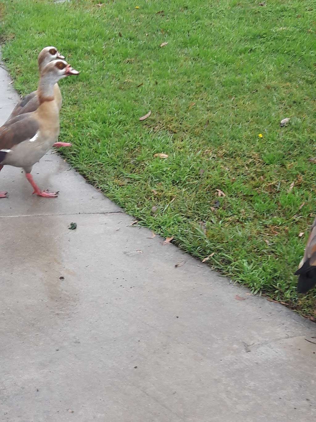 Meadow Park | 73 Greenbough, Irvine, CA 92614, USA